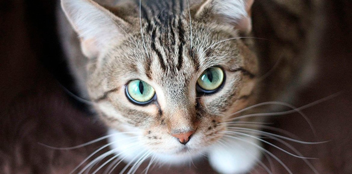 15 Curiosidades sobre los Gatos que te encantará conocer!