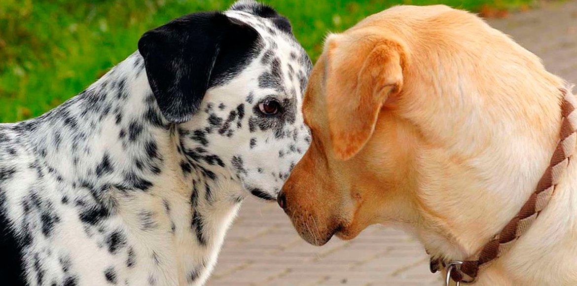 8 formas cómo detener una pelea entre perros correctamente