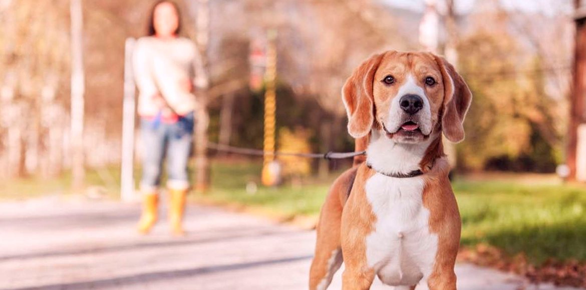 9 consejos para pasear con tu mascota con facilidad y tranquilidad