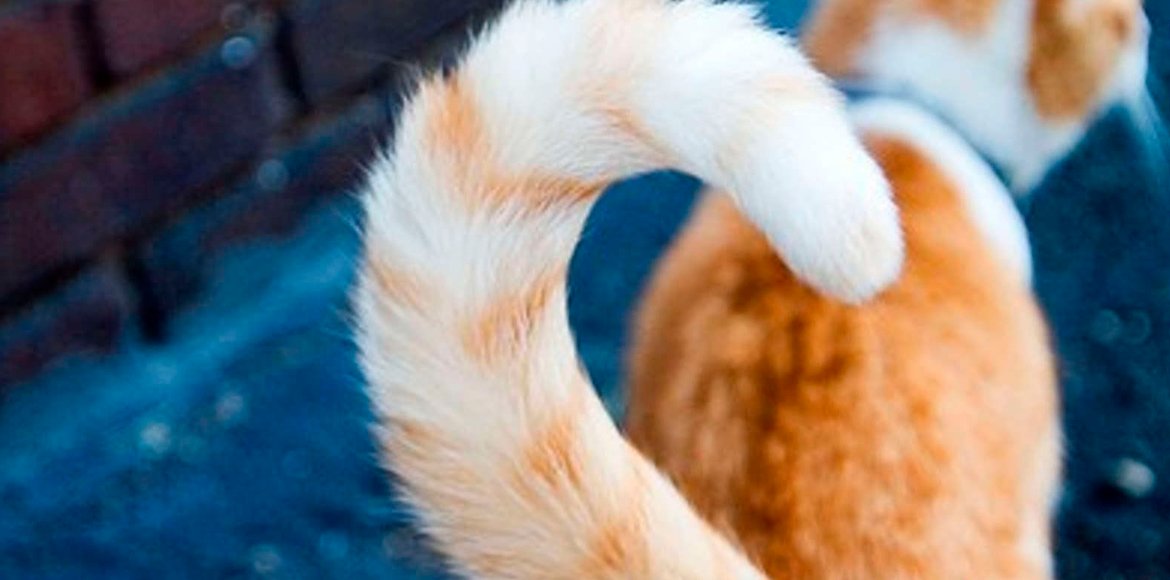 La posición de la cola de tu gato es su forma de expresarse ¿Sabes lo que te quiere decir?