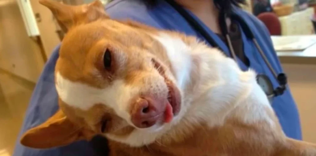 Intoxicación por marihuana en perros – Síntomas y Tratamiento