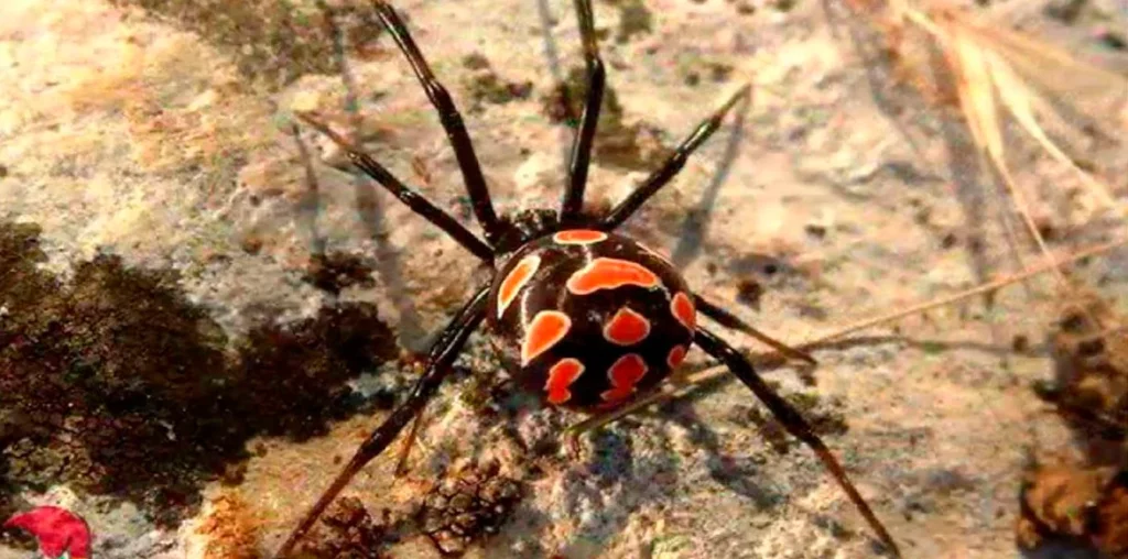 Los 5 animales más peligrosos del Mundo