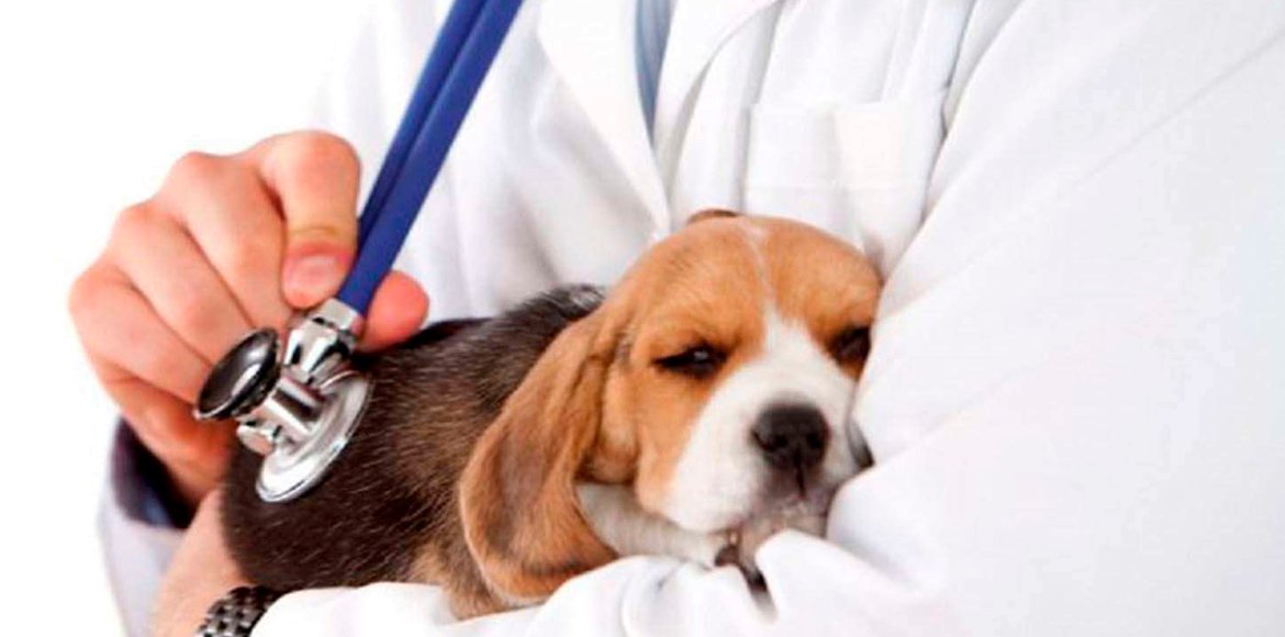 Insuficiencia Mitral en Perros: Conoce más sobre esta delicada afección de salud en nuestras mascotas
