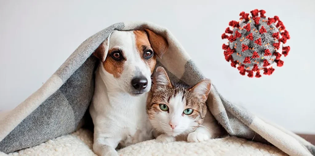 Mascotas y COVID 19 Recomendaciones para su cuidado durante esta Pandemia