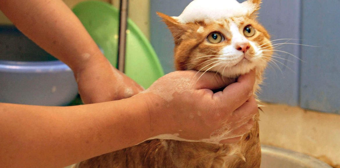 Baño en Gatos: Lamidas versus Bañera ¿que hacer?