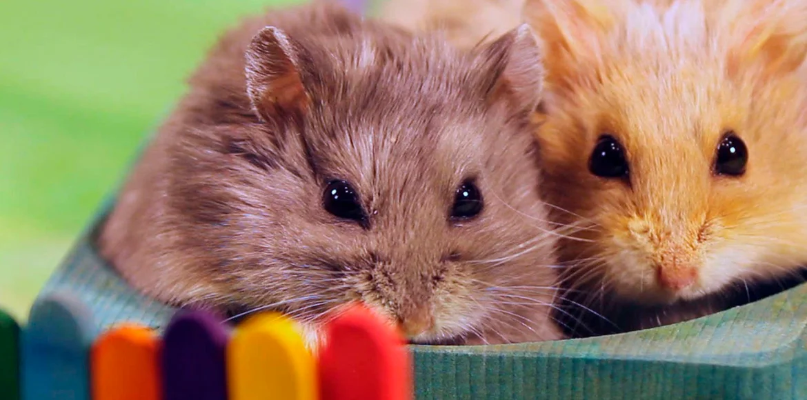 ¿Cómo proteger mi Hámster del frío?