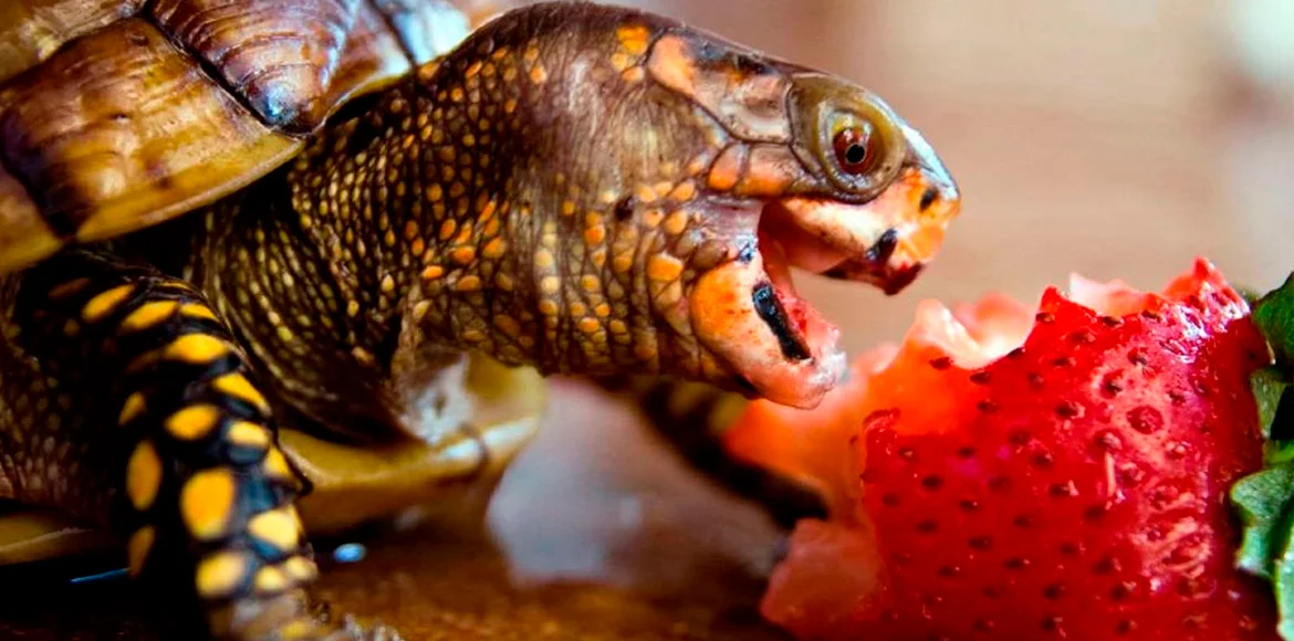 Consejos acerca de cómo cuidar una Tortuga doméstica