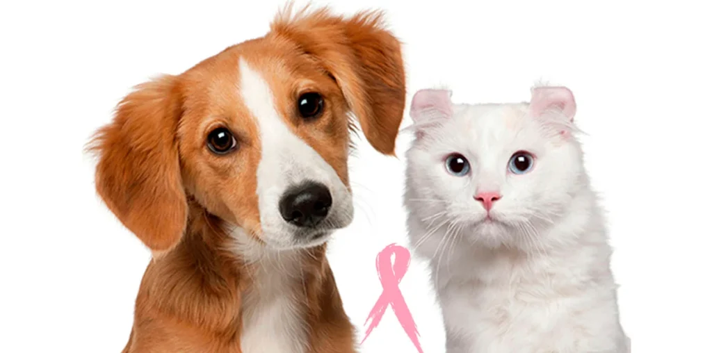 Dolor, hinchazón o secreciones pueden indicar cáncer de mama en mascotas