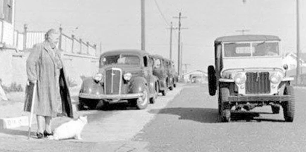 El primer Gato Guía del Mundo Gatos pueden ayudar a personas en necesidad