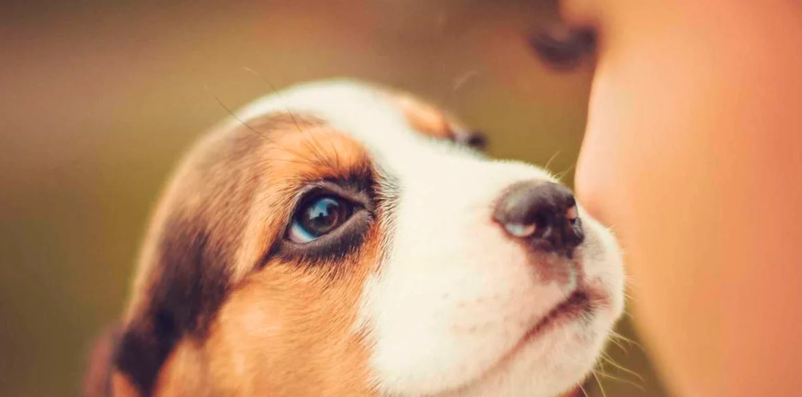 Los perros utilizan expresiones faciales para comunicarse con nosotros según estudio