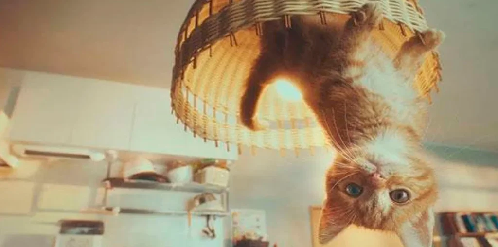 Sabes cual es la relación entre los Gatos, Newton y la Ley de Gravitación Universal