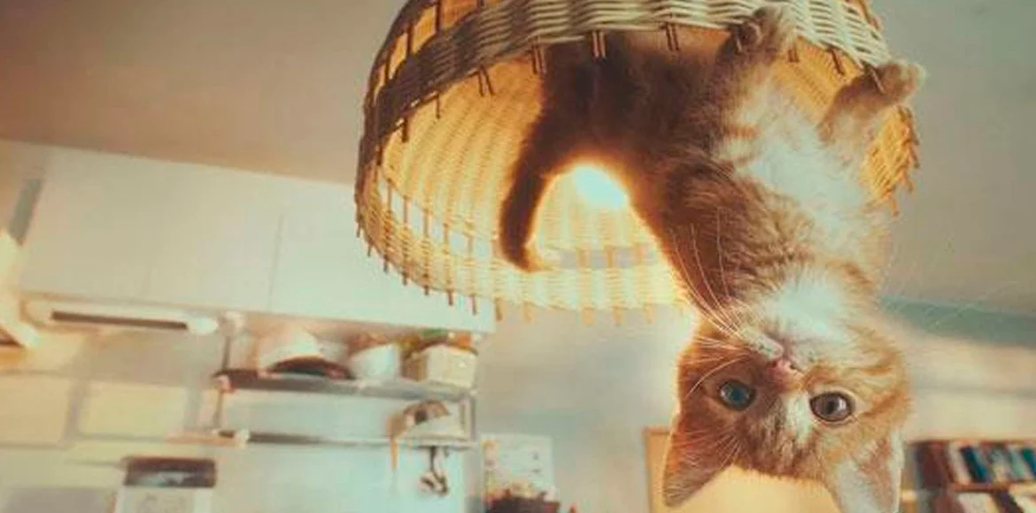 Sabes cual es la relación entre los Gatos, Newton y la Ley de Gravitación Universal