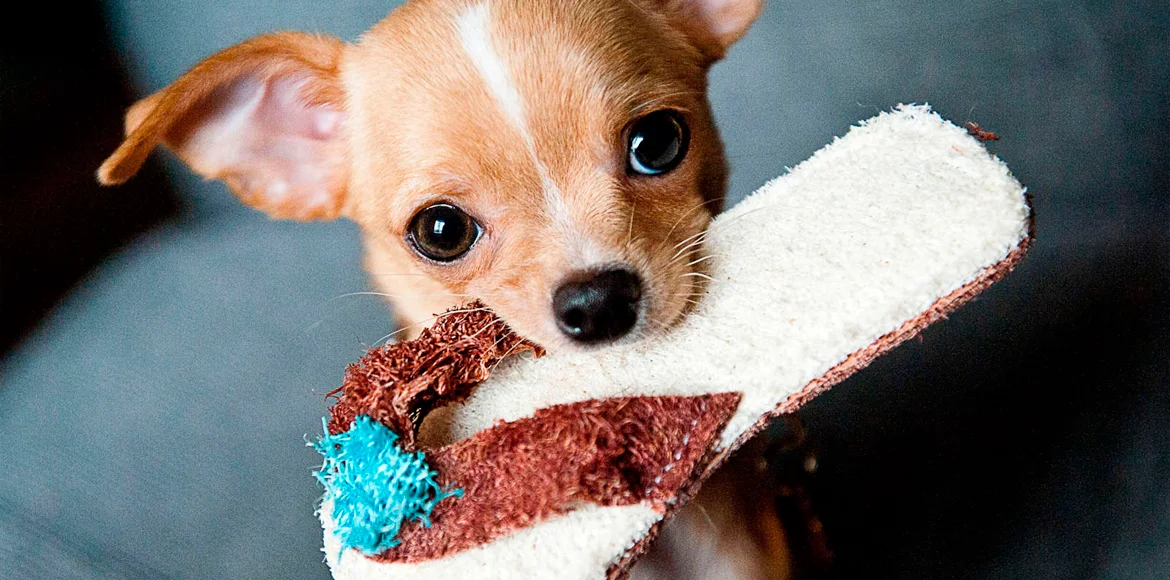 Tienes un cachorro en casa Te damos consejos de como mejorar al máximo la convivencia