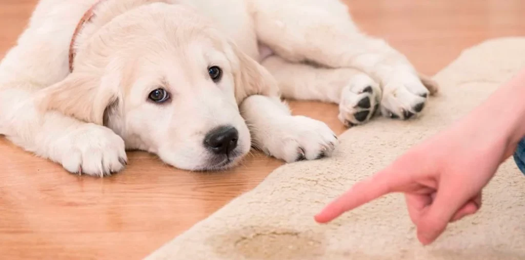 Tu perro hace sus necesidades por todas partes Aquí van algunos consejos para solucionarlo