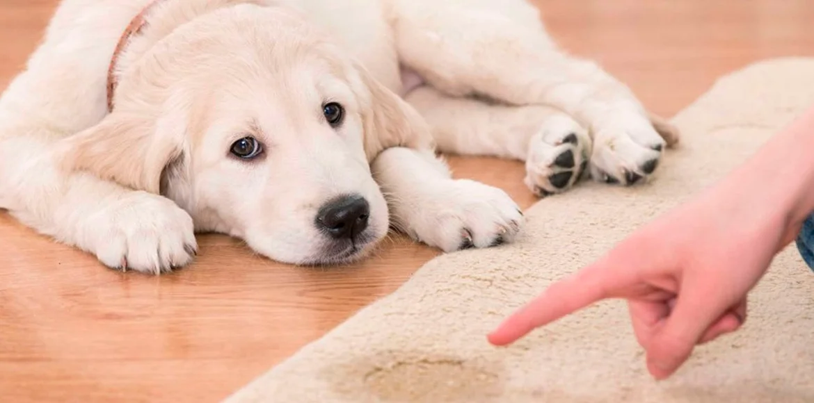 Tu perro hace sus necesidades por todas partes Aquí van algunos consejos para solucionarlo