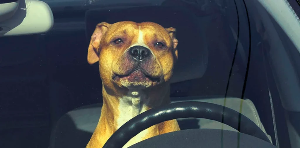 Alerta Mascotas!! Jamás hagas ésto con tus animales si realmente valoras su vida