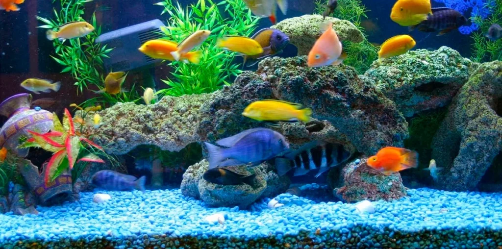 Como armar un acuario: Te damos algunos consejos básicos para principiantes