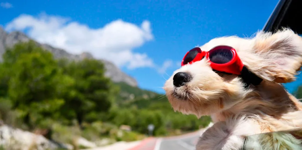 Cómo viajar con perros en el auto de forma segura