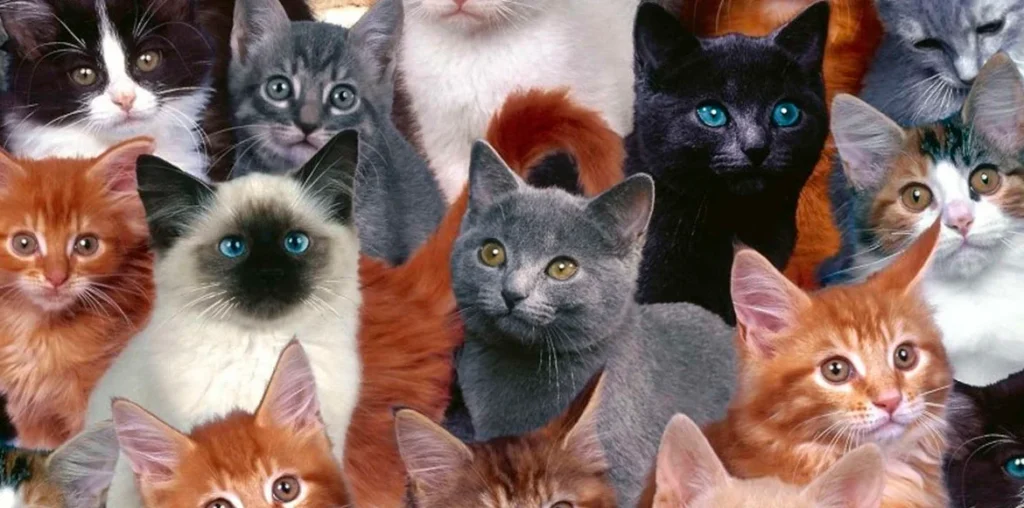 Conoce 13 razas de gatos que quizás, ni sabías que existían
