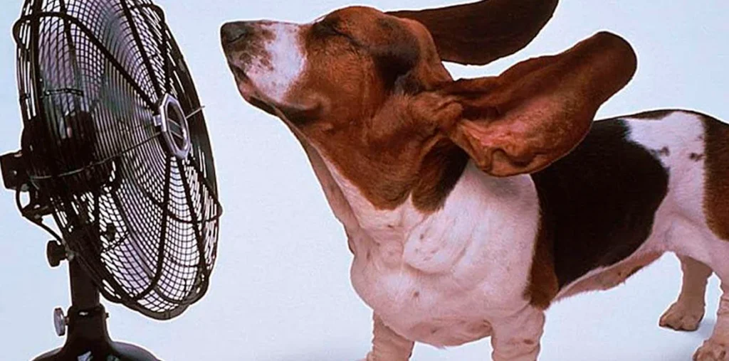 ¿Debo utilizar un ventilador para refrescar los animales si hace calor?