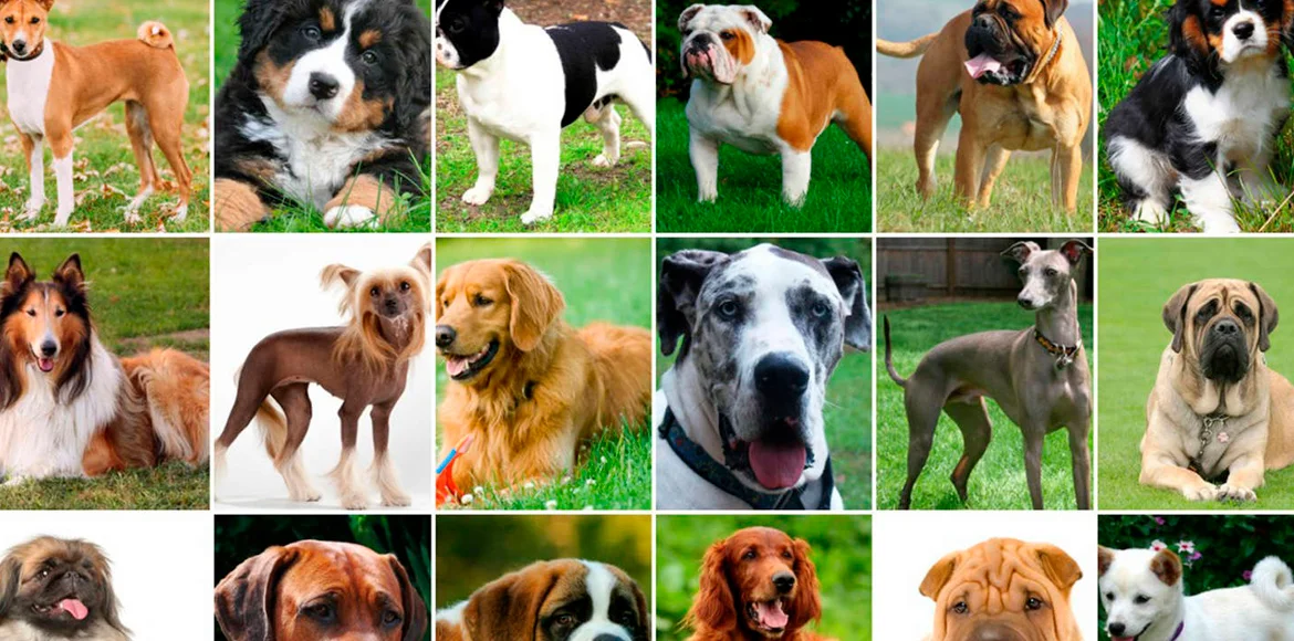 Entérate cuáles son los perros que ladran menos – Parte I