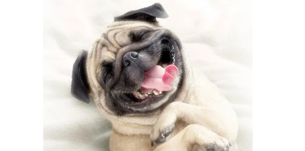 Las 5 razas de perros dramáticas dignas de un verdadero premio Oscar a la interpretación