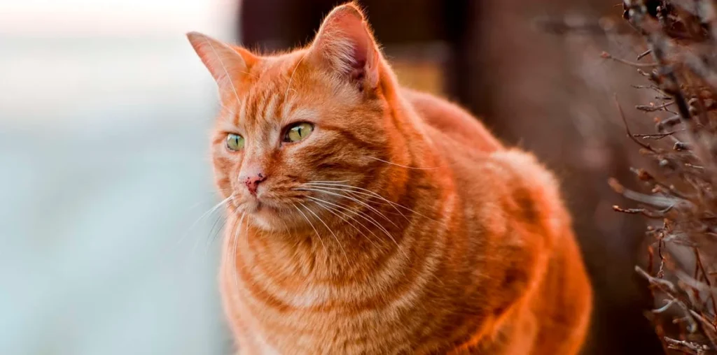 Sabes cuanto tiempo viven los gatos? Entérate en éste artículo!