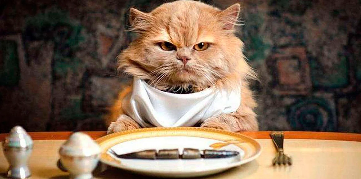 Se me terminó el balanceado Qué alimento puedo darle a mi gato cuando se me terminó la comida