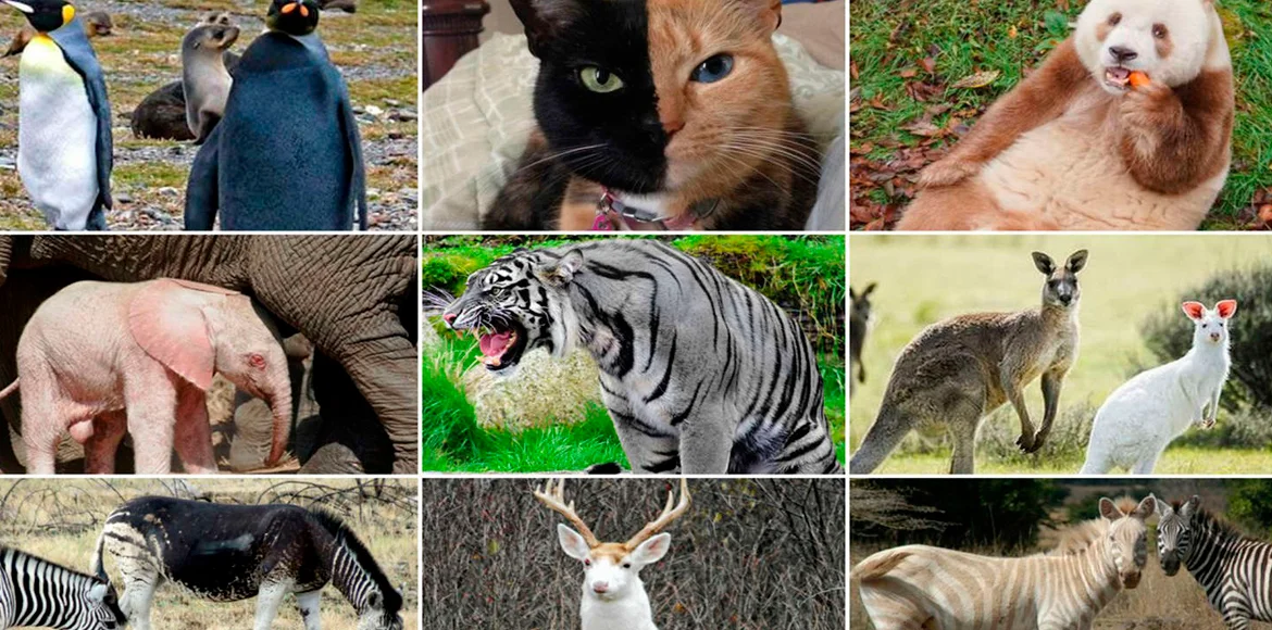10 animales raros que nacieron con exóticas pero hermosas mutaciones de colores