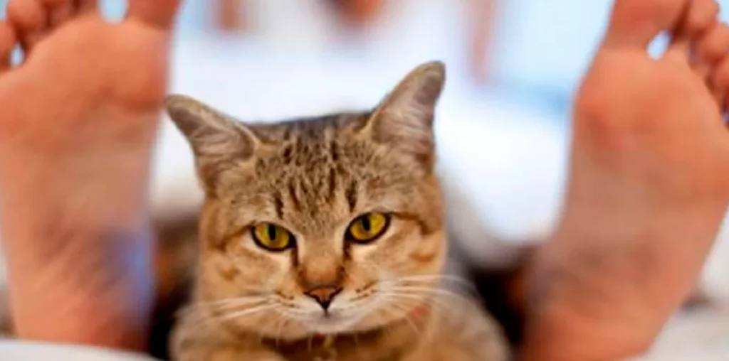 5 motivos por los cuales a los gatos duermen cerca de tus pies