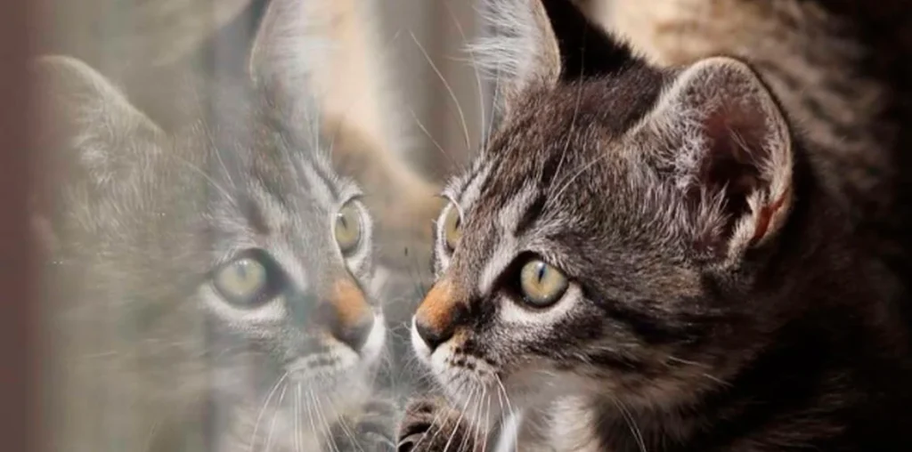 Como dejar a tu gato solo en casa y no morir en el intento