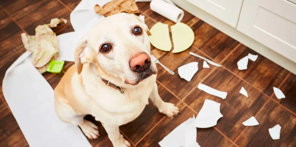 Como dejar a tu perro solo en casa y no morir en el intento