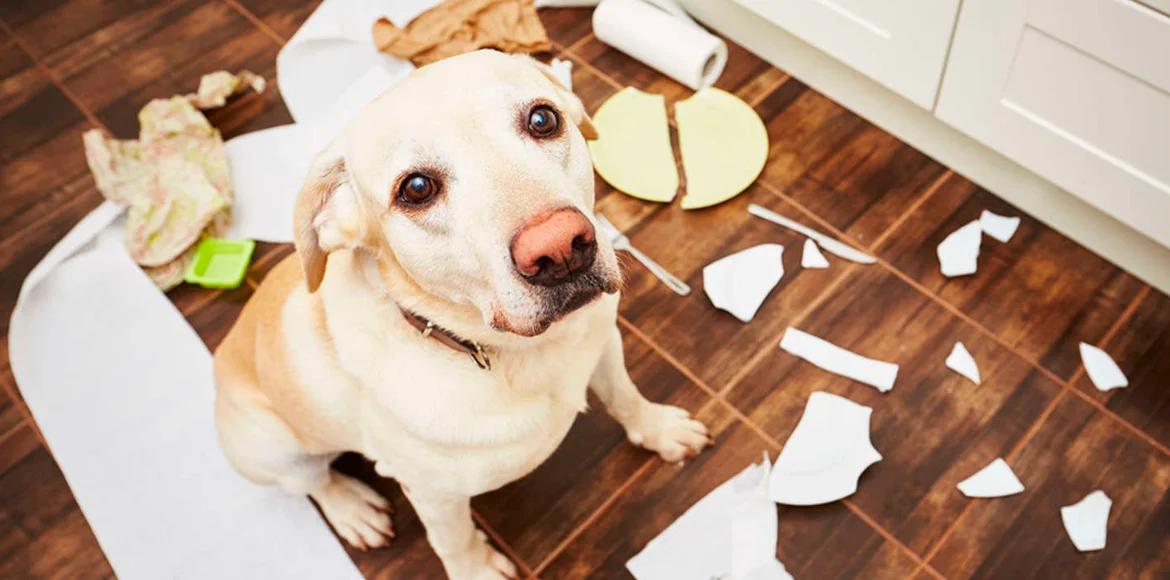 Como dejar a tu perro solo en casa y no morir en el intento