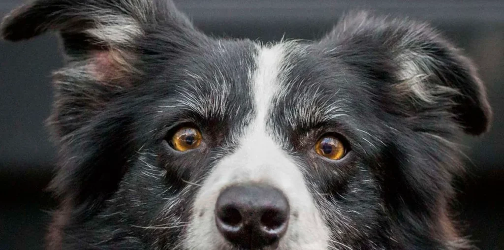 Cuáles son los colores más llamativos para los perros