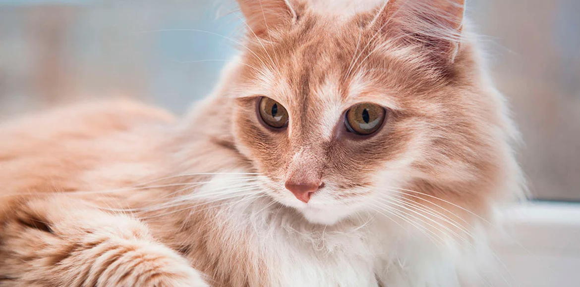 El Pelo de Gato Consejos para su tratamiento y control