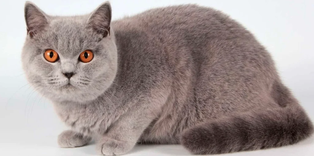 El riñón poliquístico en gatos Síntomas Diagnóstico y Tratamiento