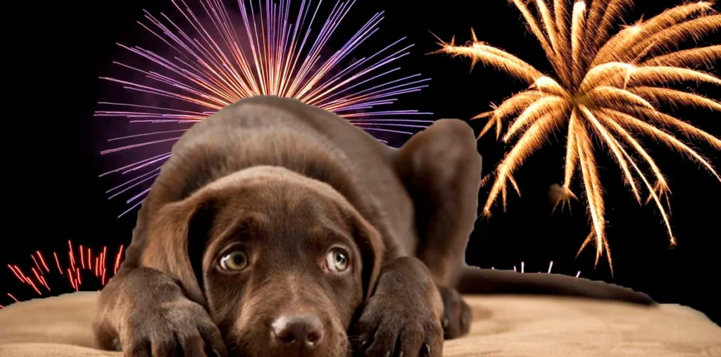 Estrés Animal por las Fiestas qué hacer para que nuestros animales no sufran mientras nosotros celebramos