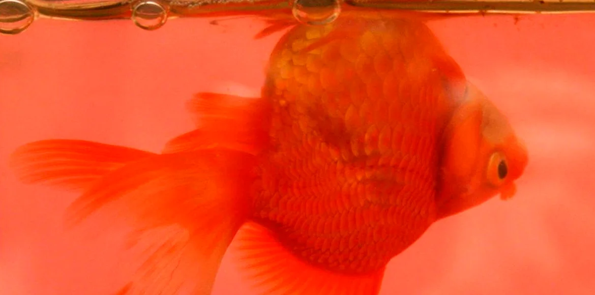 Hidropesía o Barriga de Agua en Peces qué es y como tratarla