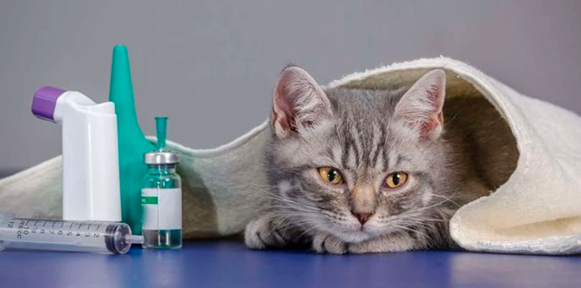 Las principales enfermedades en los gatos