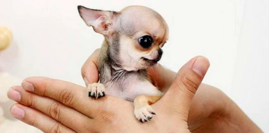Perros Mini, Animalitos pequeños esconden un problema enorme