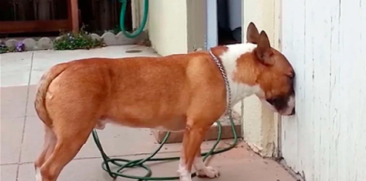 ALERTA, Tu perro o gato apoya mucho la cabeza contra la pared