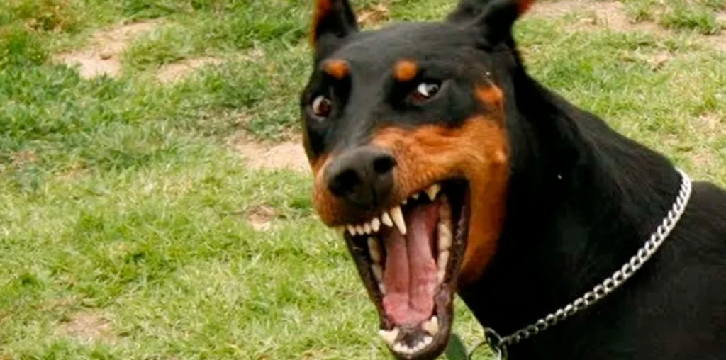 Agresividad Canina, Causas y Prevención