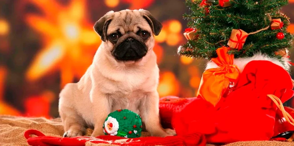 Alimentos peligrosos para perros en nuestras cenas de navidad y de fin de año