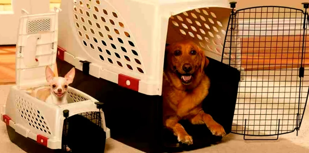 Como acostumbrar al perro al transportín de viaje