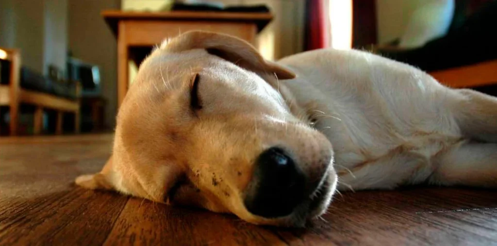 Conoce su personalidad de acuerdo a la forma de dormir de tu perro