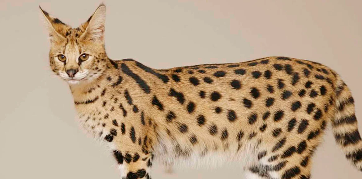 El Gato Savannah: Origen de su raza y Curiosidades