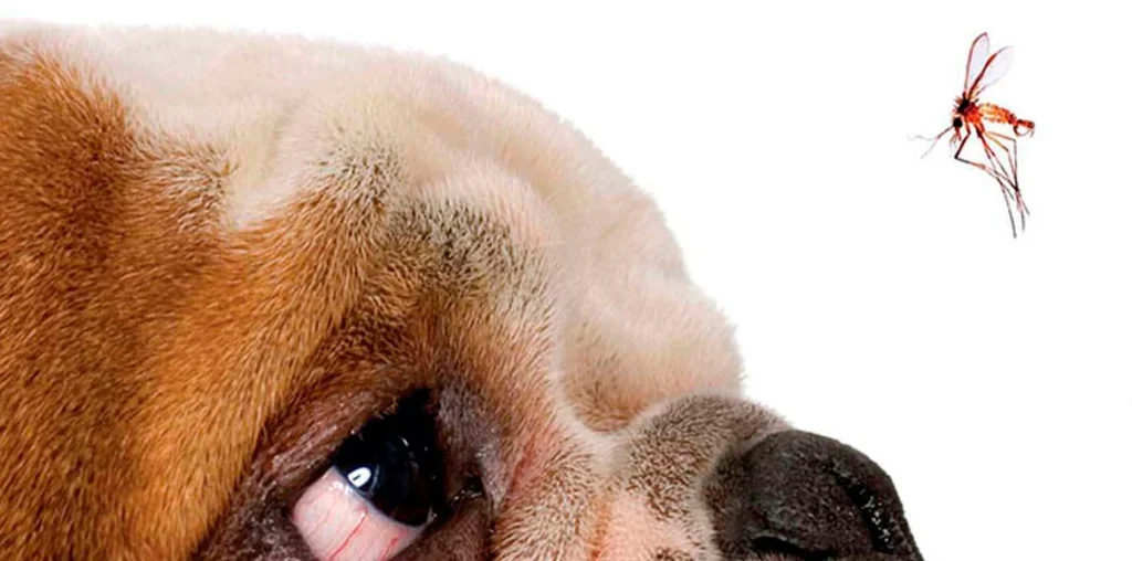 Leishmaniasis Canina Causas, Síntomas y Tratamiento