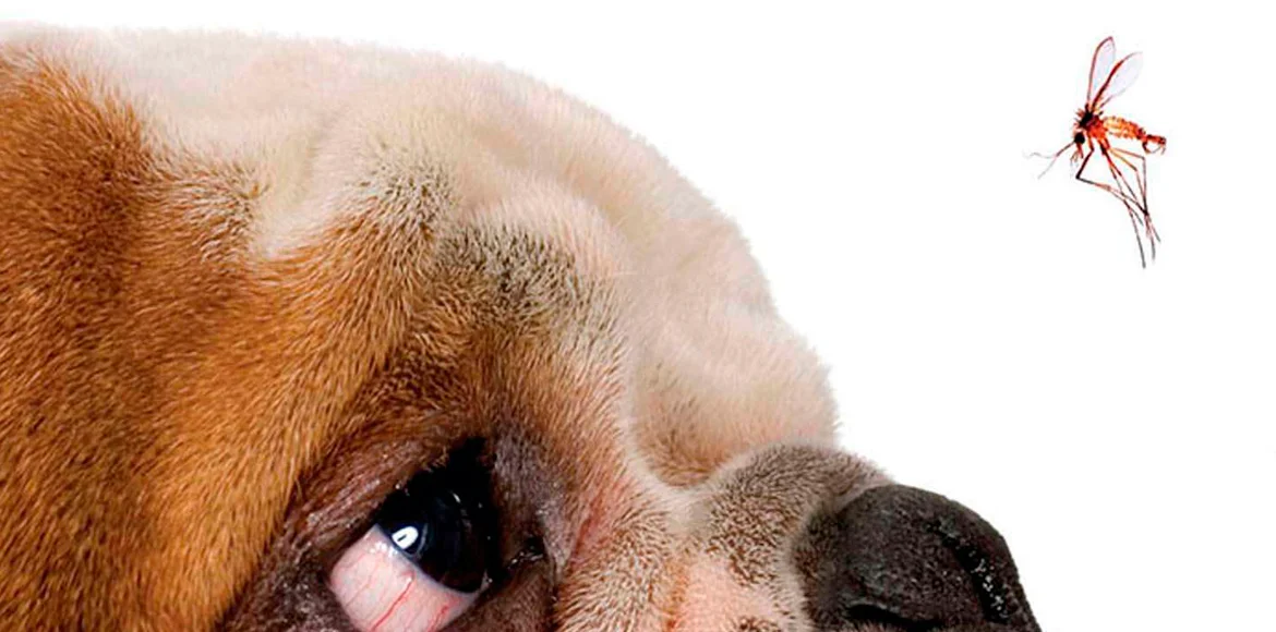 Leishmaniasis Canina Causas, Síntomas y Tratamiento