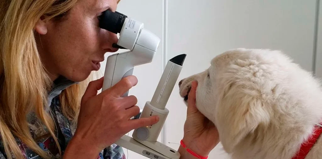 Úlcera de córnea en perros y gatos, Síntomas, Diagnóstico y Tratamiento