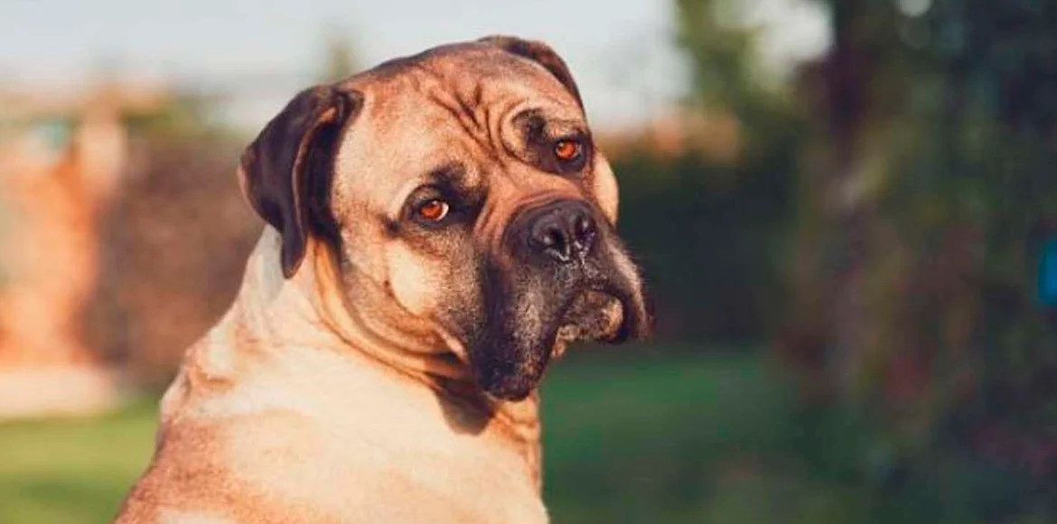 Cáncer de próstata en perros adultos: Prevención, Síntomas y Tratamiento